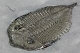 Dalmanites Trilobite Fossil - New York #99087-1